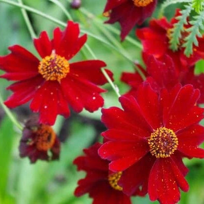 Coreopsis Seeds – Red