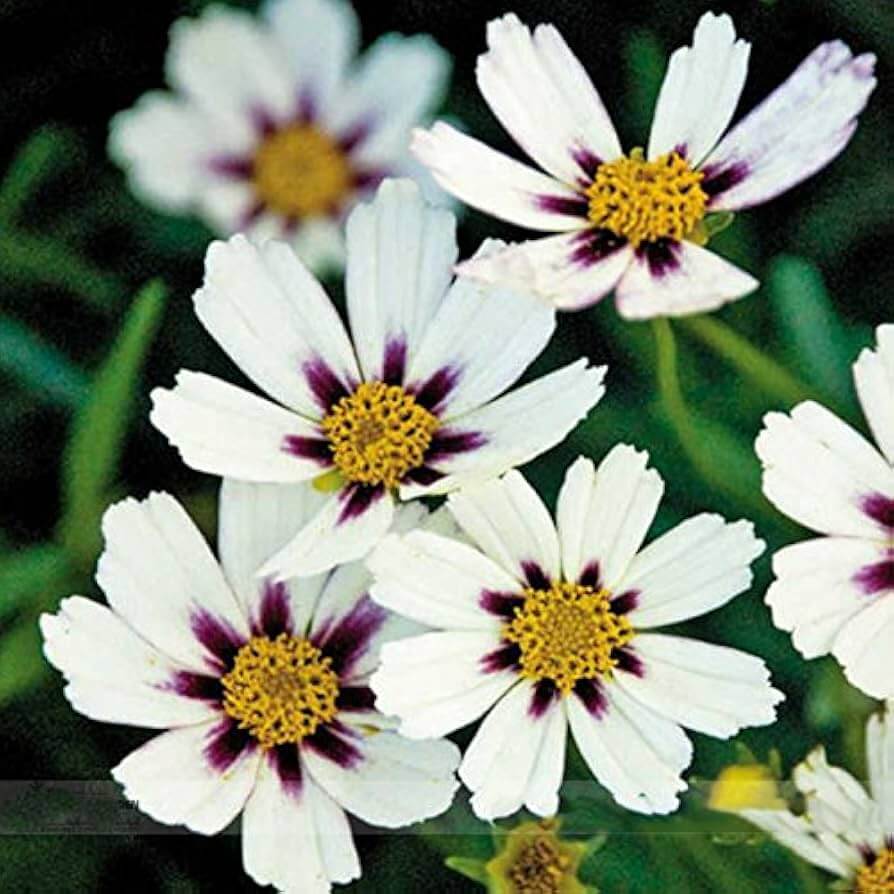 Coreopsis Seeds – White
