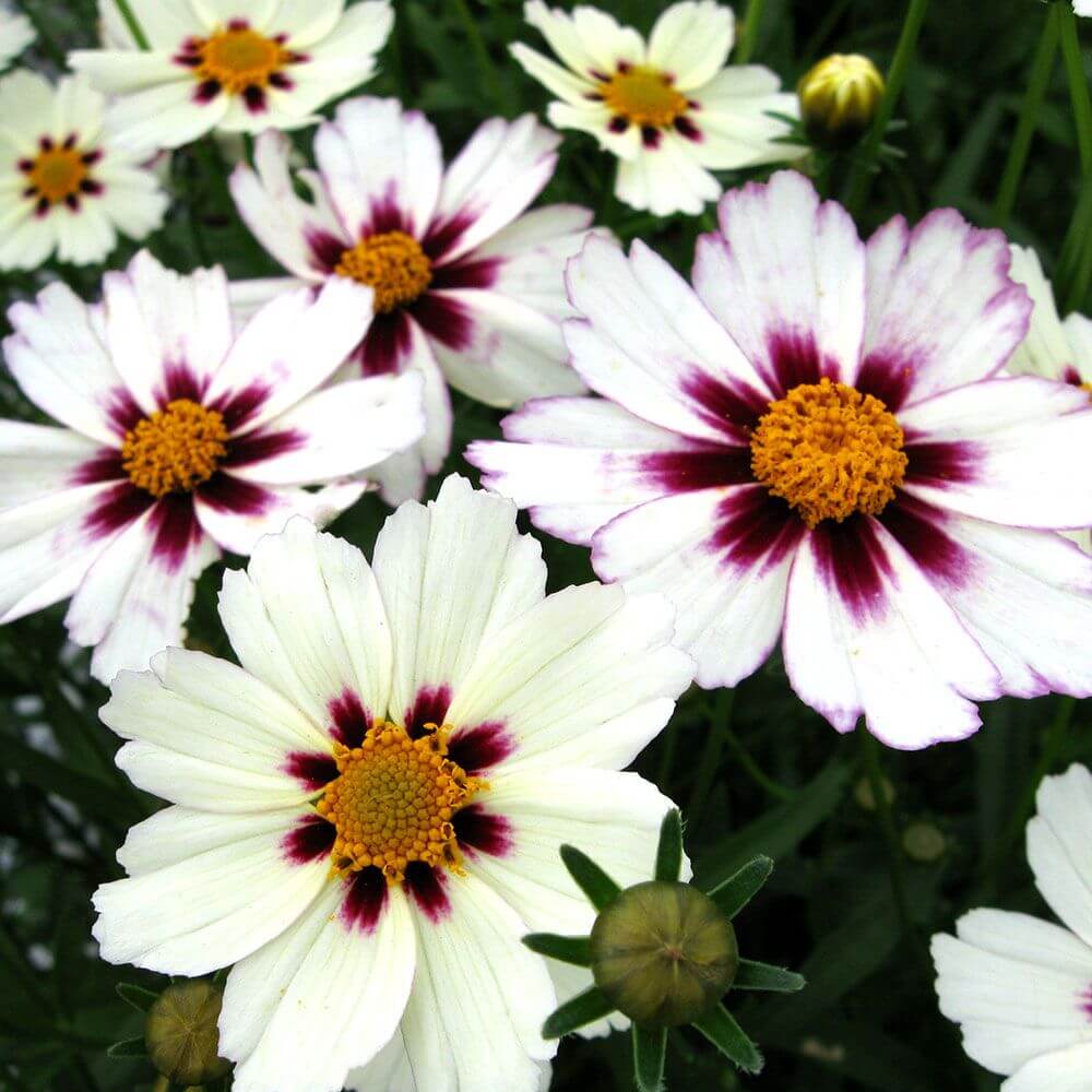 Coreopsis Seeds – White