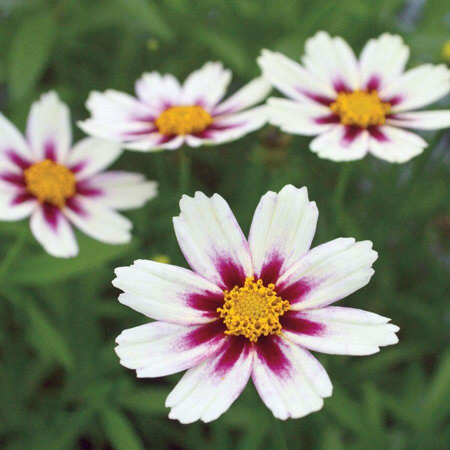 Coreopsis Seeds – White
