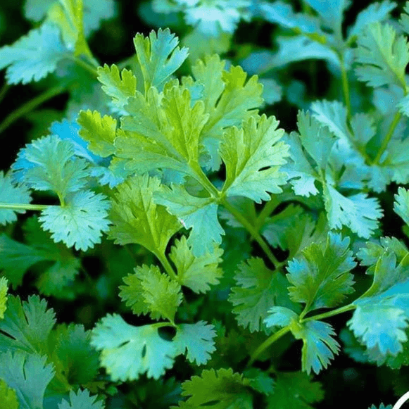 Coriander Seeds – Cilantro