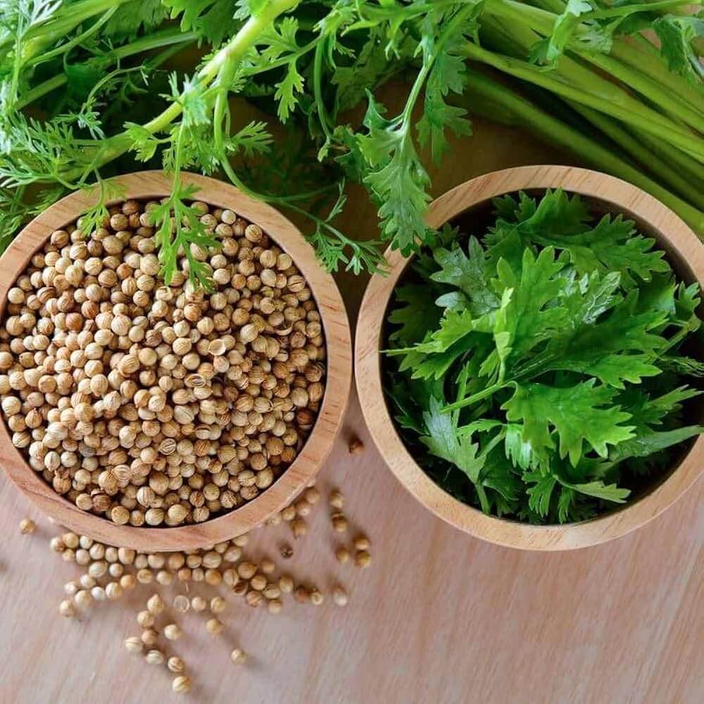 Coriander Seeds – Coriandrum sativum