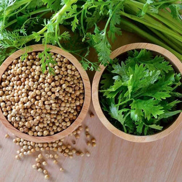 Coriander Seeds – Coriandrum sativum