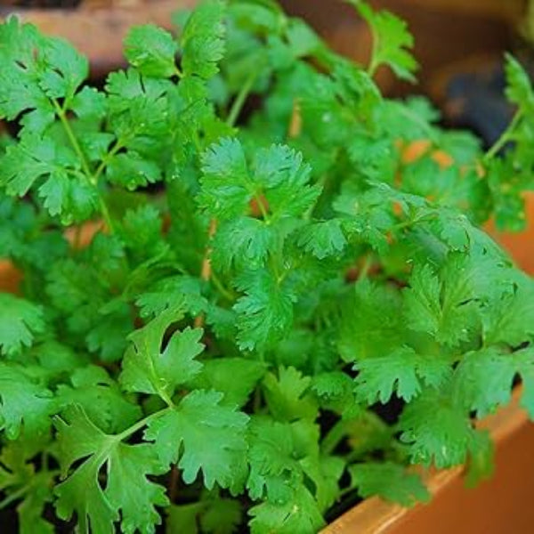 Coriander Seeds – Fiesta Green