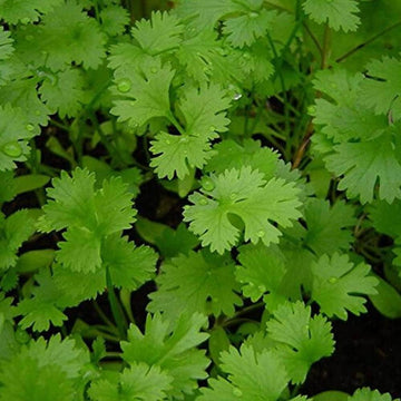 Coriander Seeds – Green