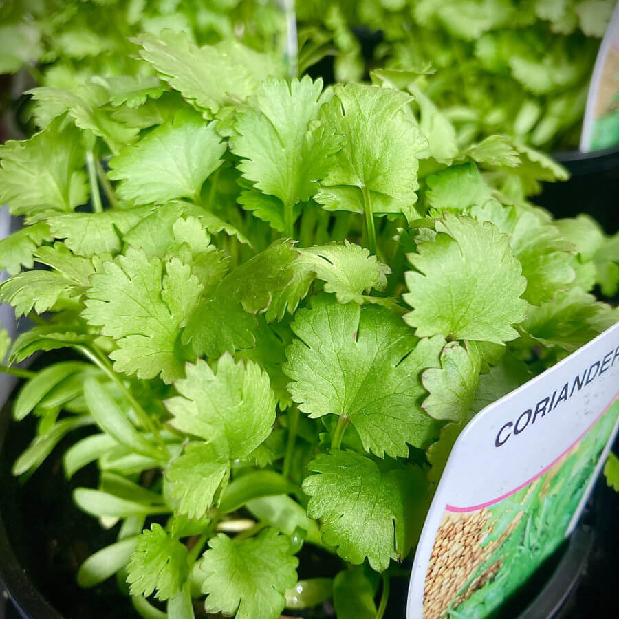 Coriander Seeds – Light Green