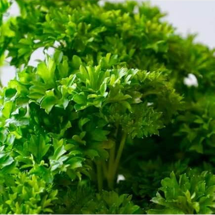 Coriander Seeds – Organic parsley