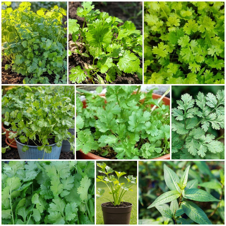 Coriander Seeds - All In One For Home Gardens