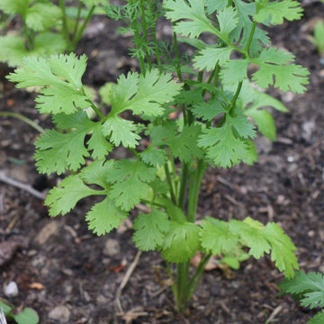 Coriander Seeds - All In One For Home Gardens