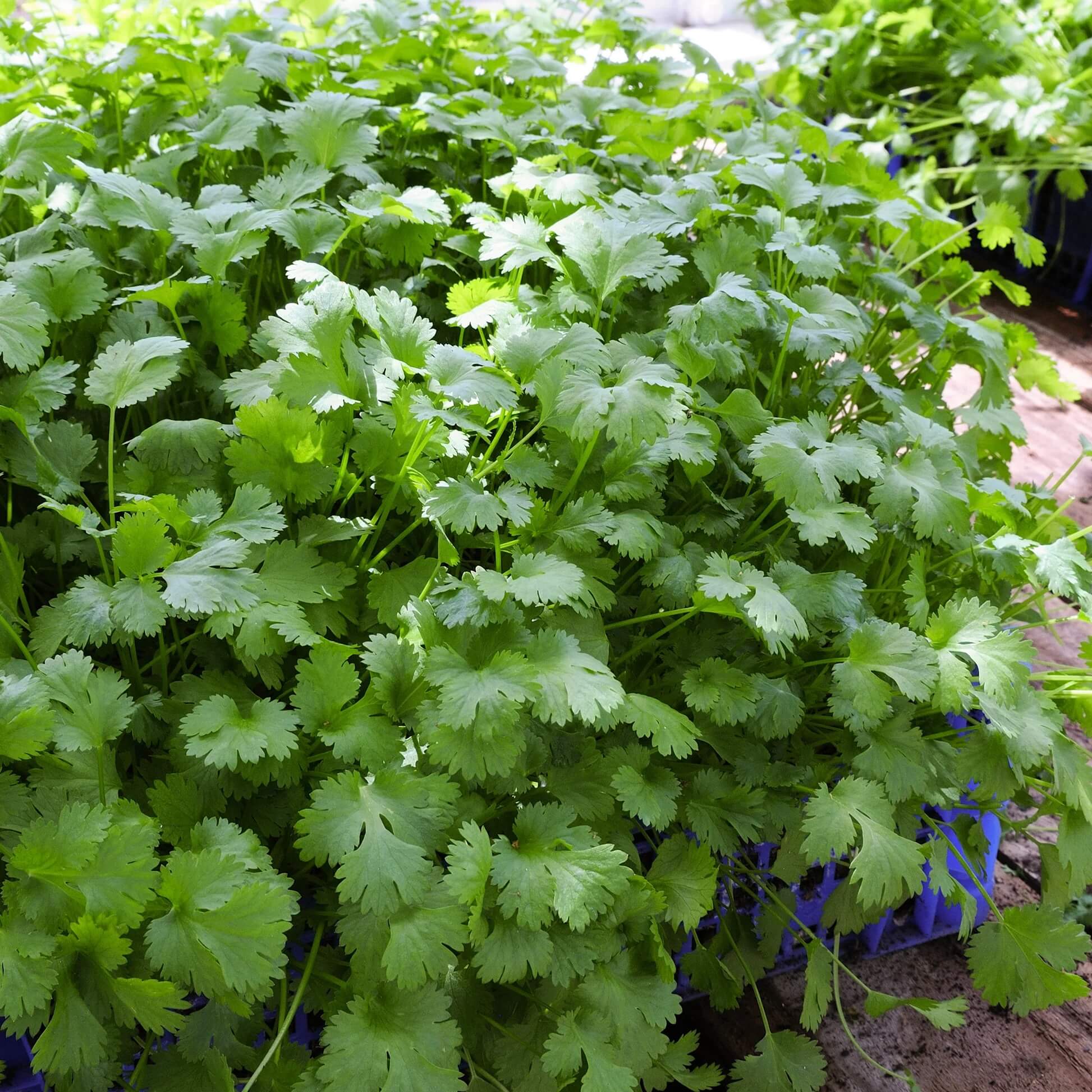 Coriander Seeds - All In One For Home Gardens