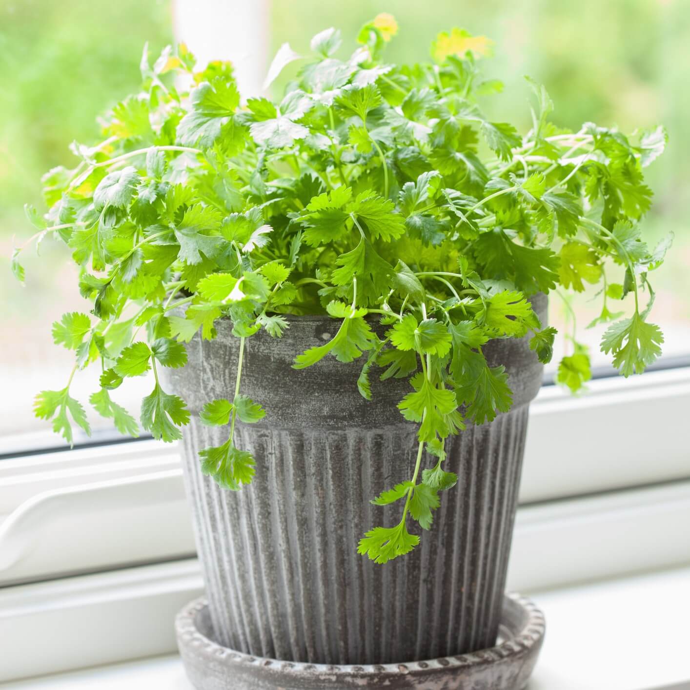 Coriander Seeds - All In One For Home Gardens