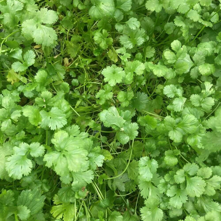 Coriander Seeds - All In One For Home Gardens