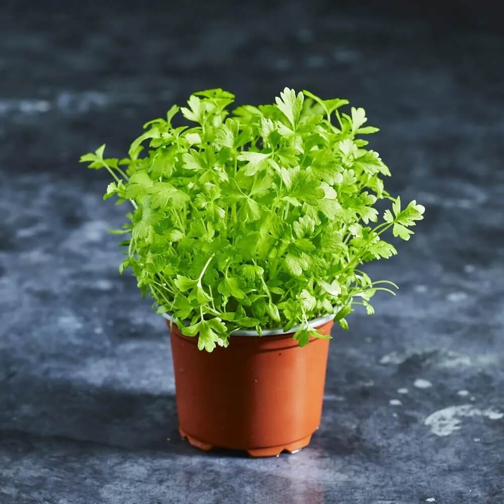 Coriander Seeds - All In One For Home Gardens