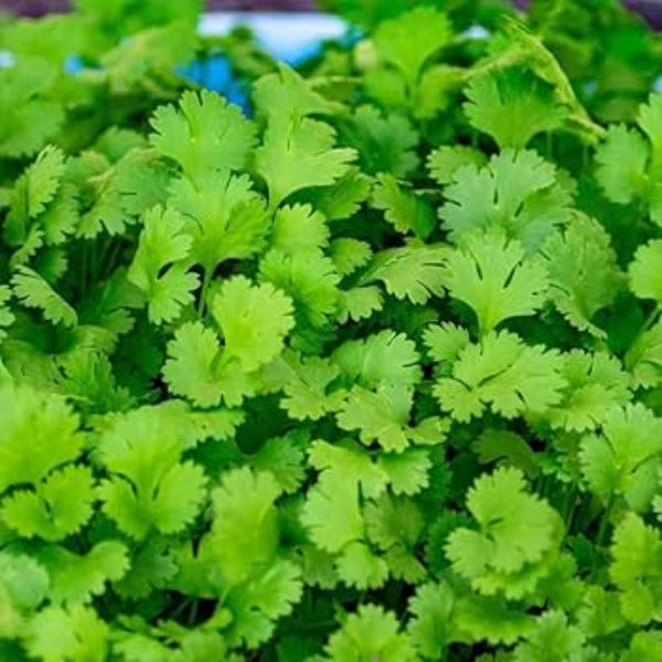 Coriander Seeds – Cilantro