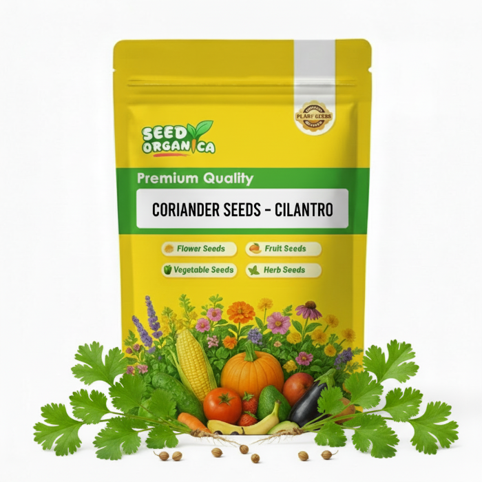 Coriander Seeds – Cilantro