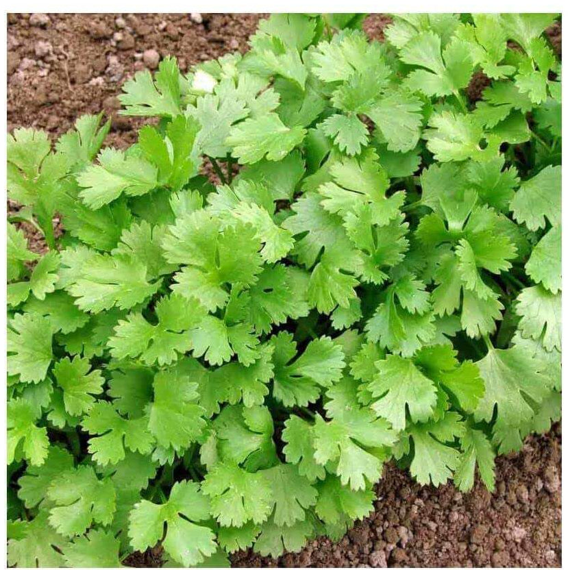 Coriander Seeds – Cilantro