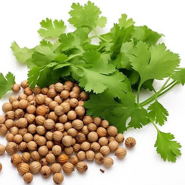 Coriander Seeds – Coriandrum sativum