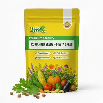 Coriander Seeds – Fiesta Green
