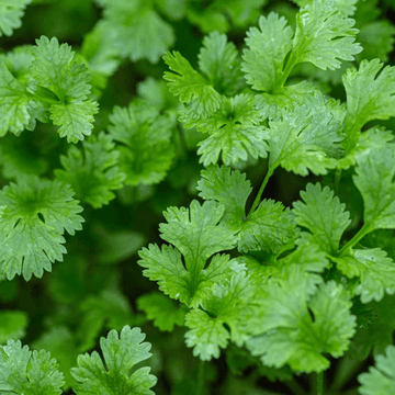 Coriander Seeds – Leisure