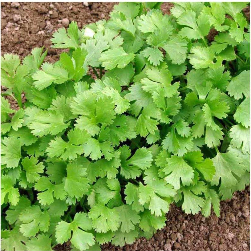 Coriander Seeds – Light Green