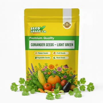 Coriander Seeds – Light Green