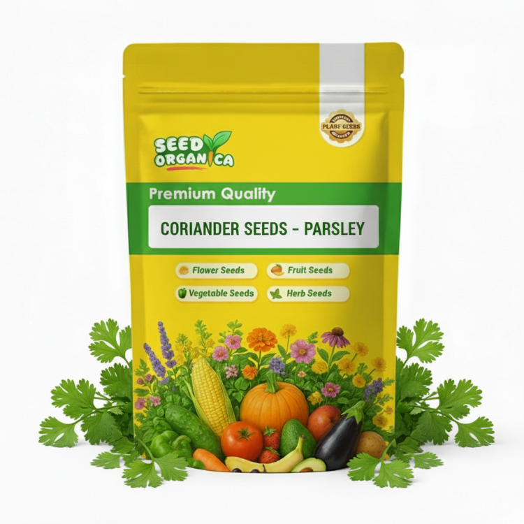 Coriander Seeds – parsley