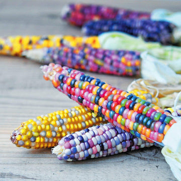 Corn Seeds – Rainbow