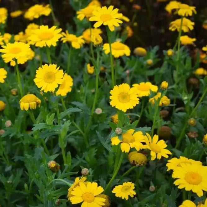 Corn Marigold Seeds – Long-Lasting

