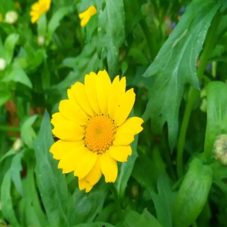 Corn Marigold Seeds – Long-Lasting
