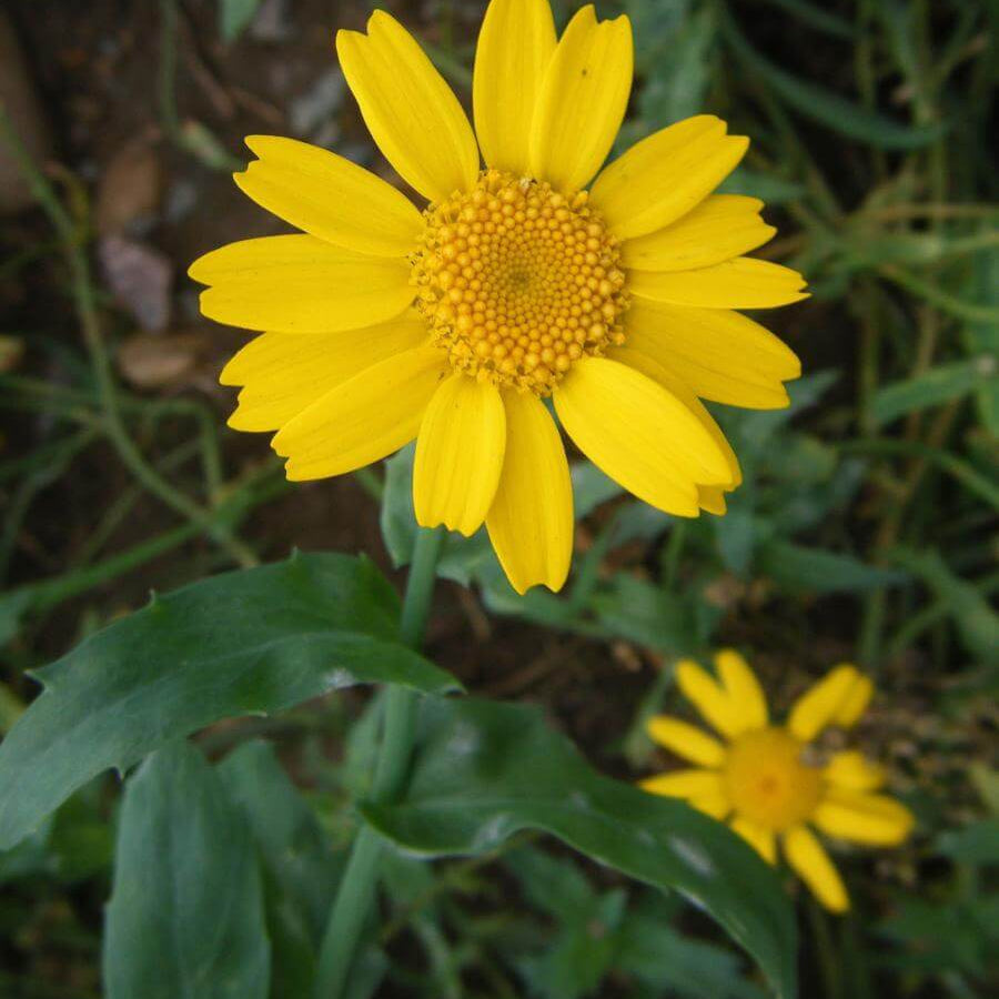 Corn Marigold Seeds – Long-Lasting

