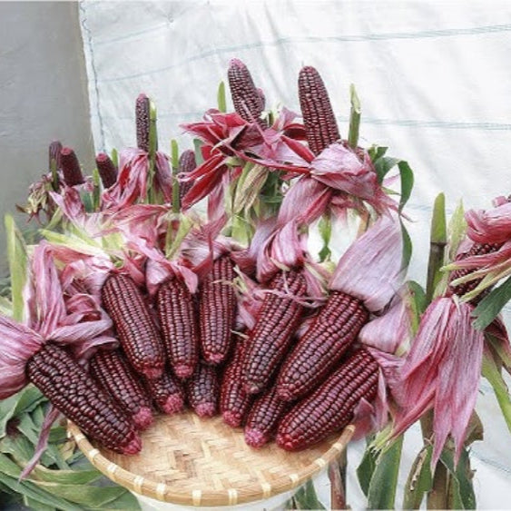 Corn Seeds – Purple

