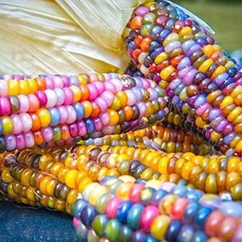 Corn Seeds – Rainbow
