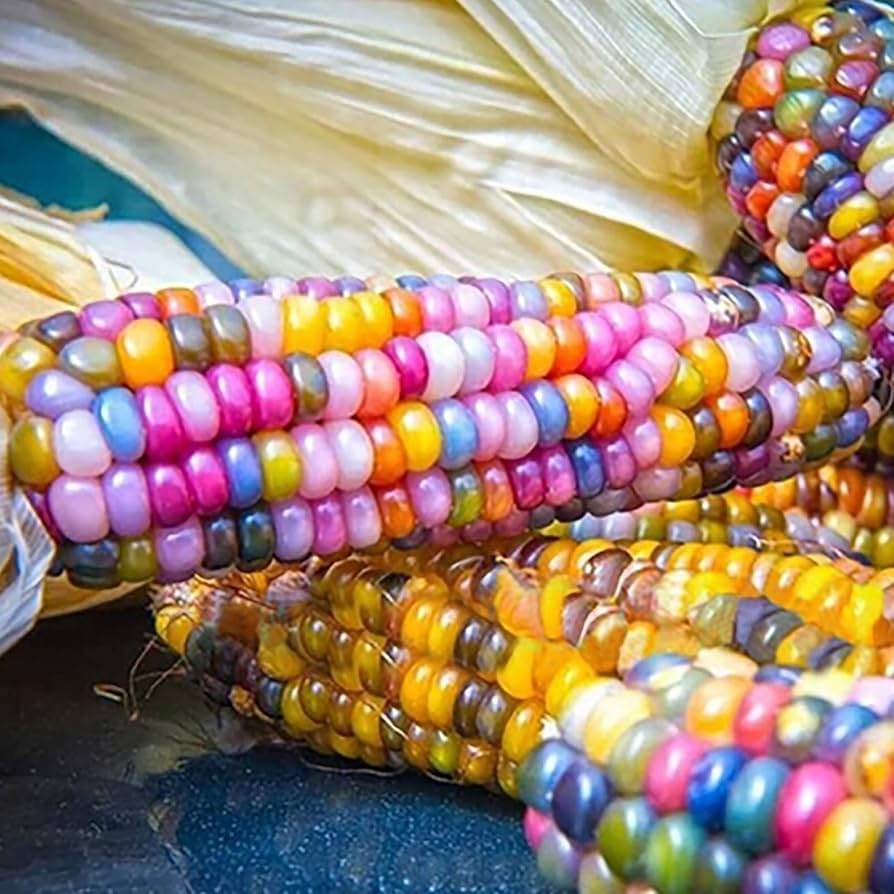 Corn Seeds – Rainbow
