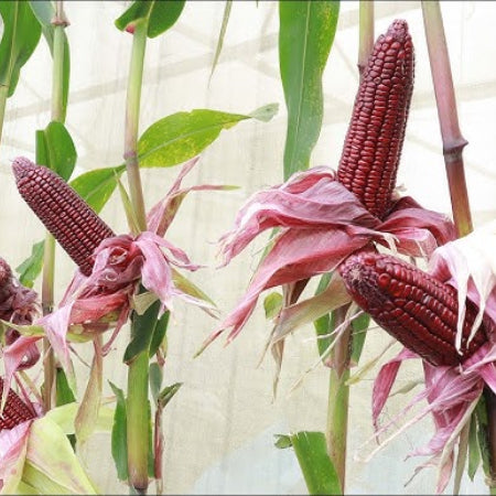 Corn Seeds – Purple
