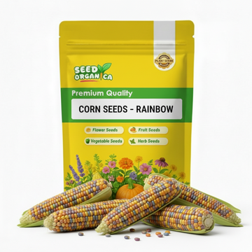 Corn Seeds – Rainbow