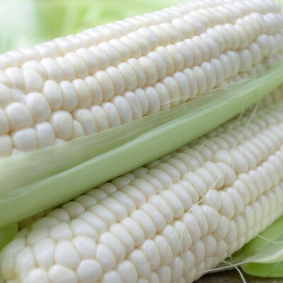 Corn Seeds – Silver Queen Sweet
