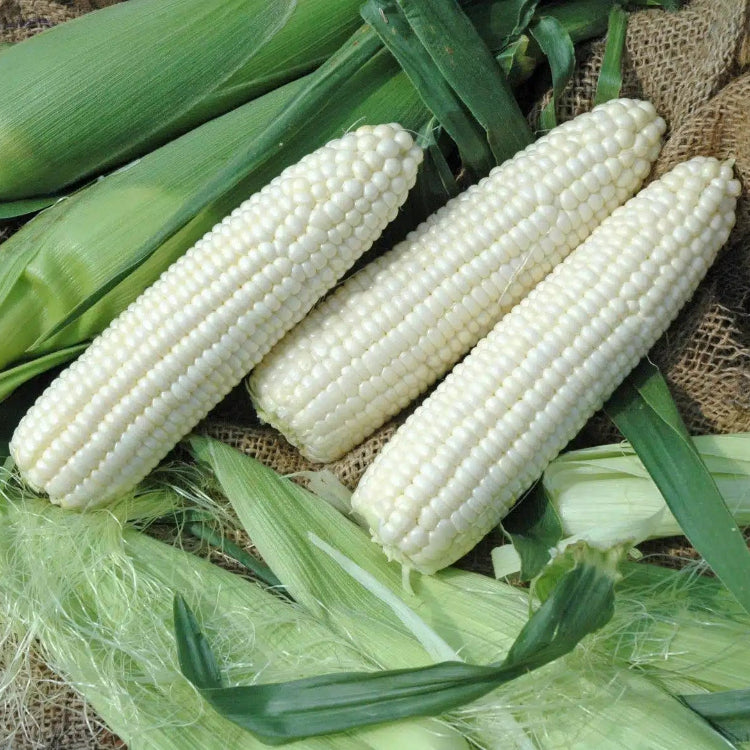 Corn Seeds – Silver Queen Sweet
