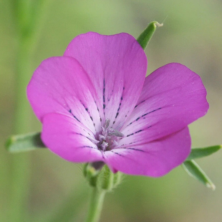 Corncockle Seeds - All In One For Home Gardens