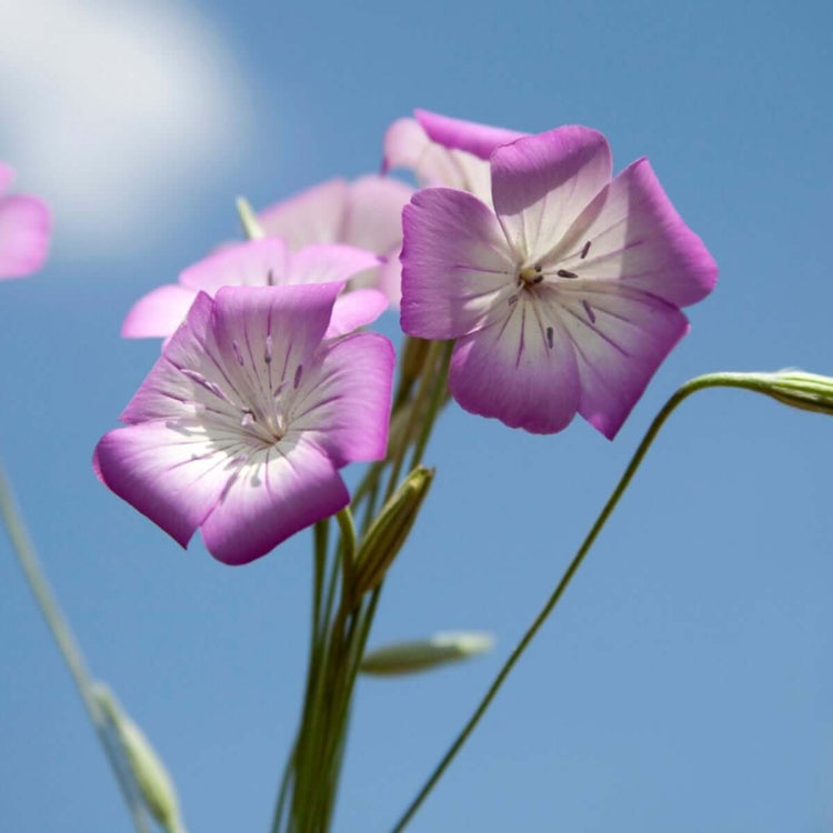 Corncockle Seeds - All In One For Home Gardens