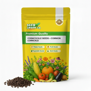 Corncockle Seeds – Common Corncockle