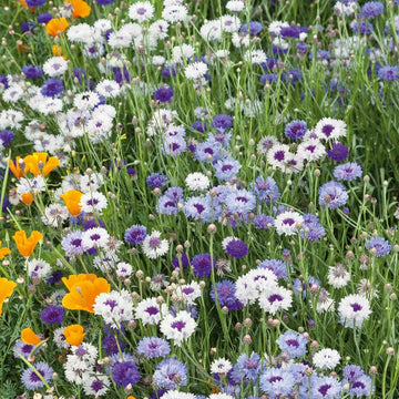 Cornflower Seeds – Bachelor Button