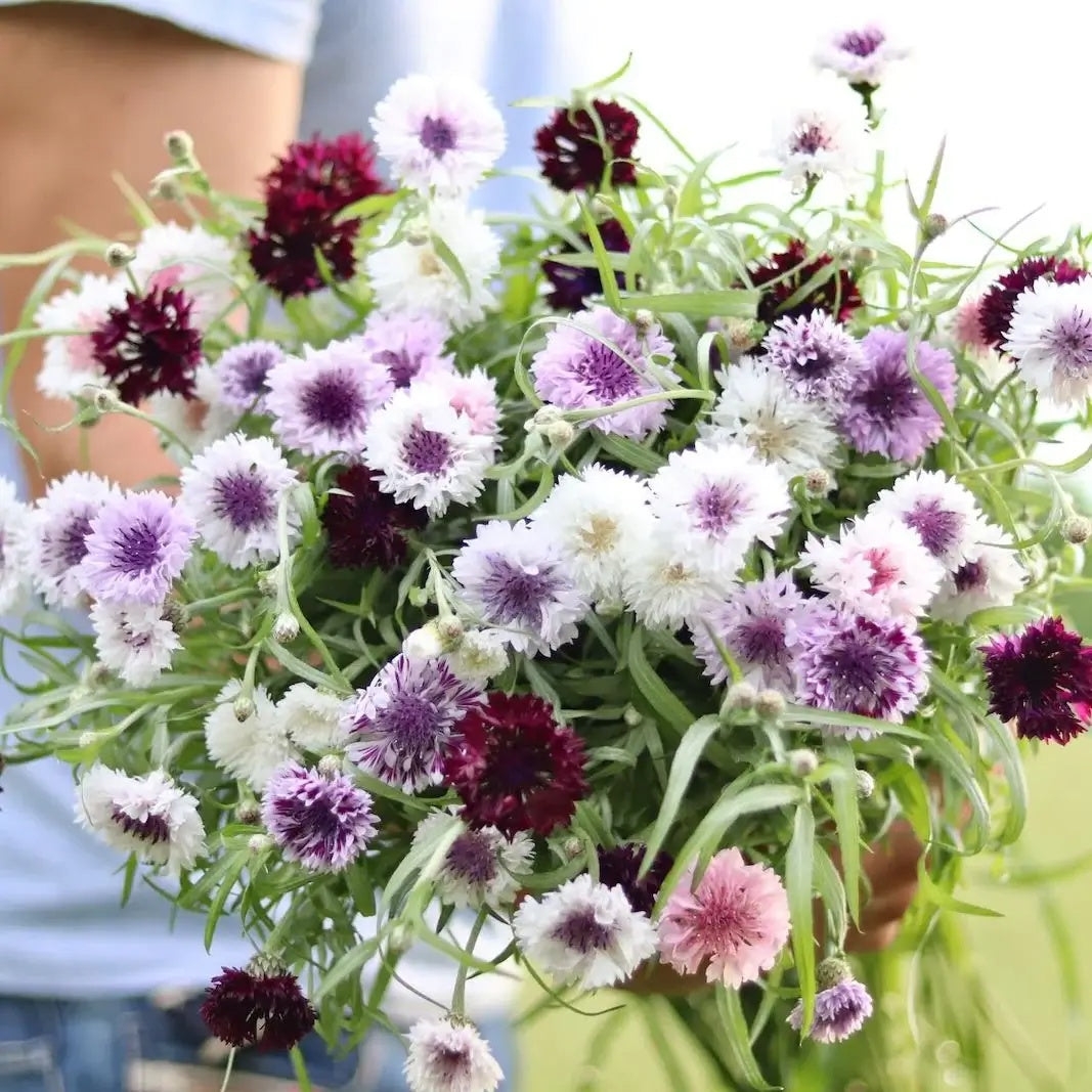 Cornflower Seeds – Classic Magic