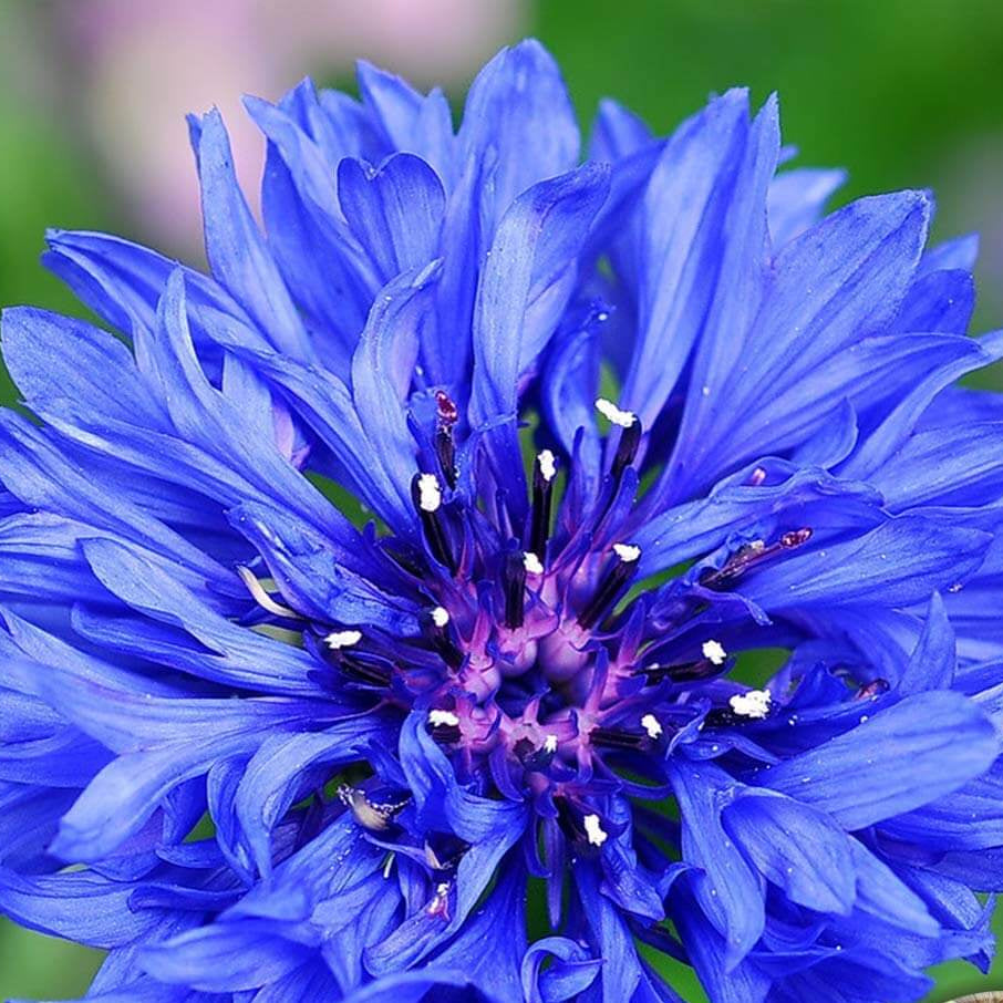 Cornflower Seeds – Light Blue