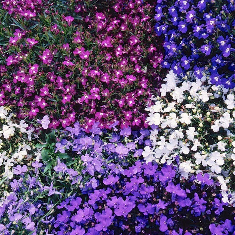 Cornflower Seeds – Lobelia String of Pearls