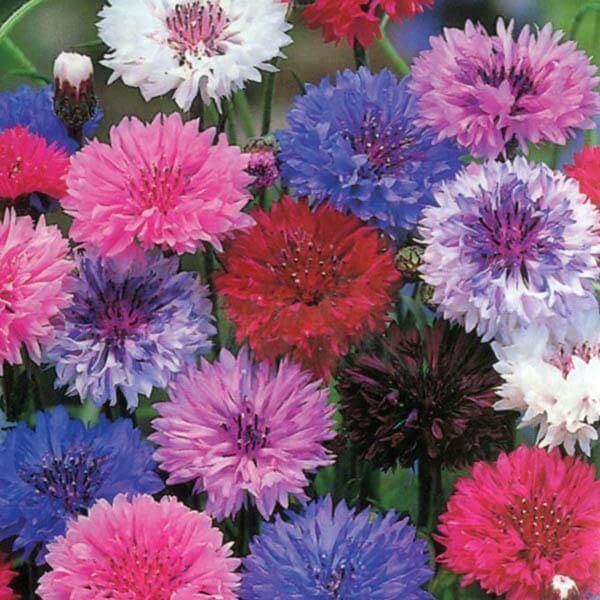 Cornflower Seeds – Ornamental Variety