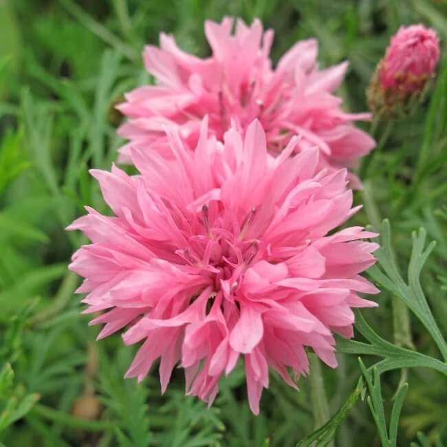 Cornflower Seeds – Pink
