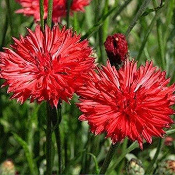 Cornflower Seeds – Red Bachelor Button
