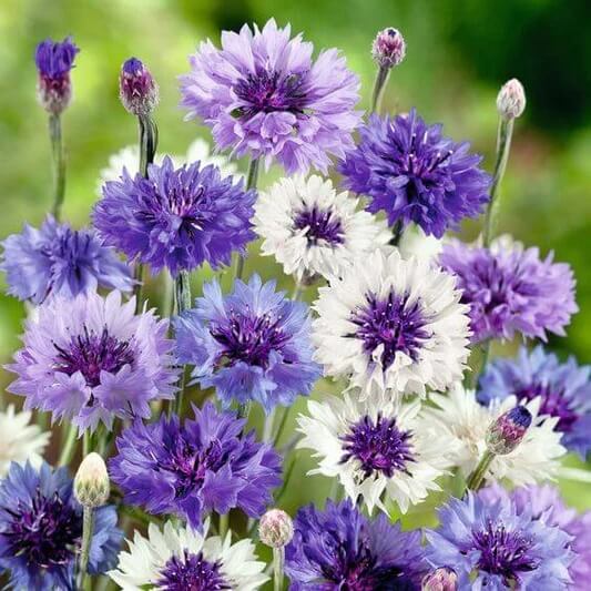 Cornflower Seeds - All In One For Home Gardens