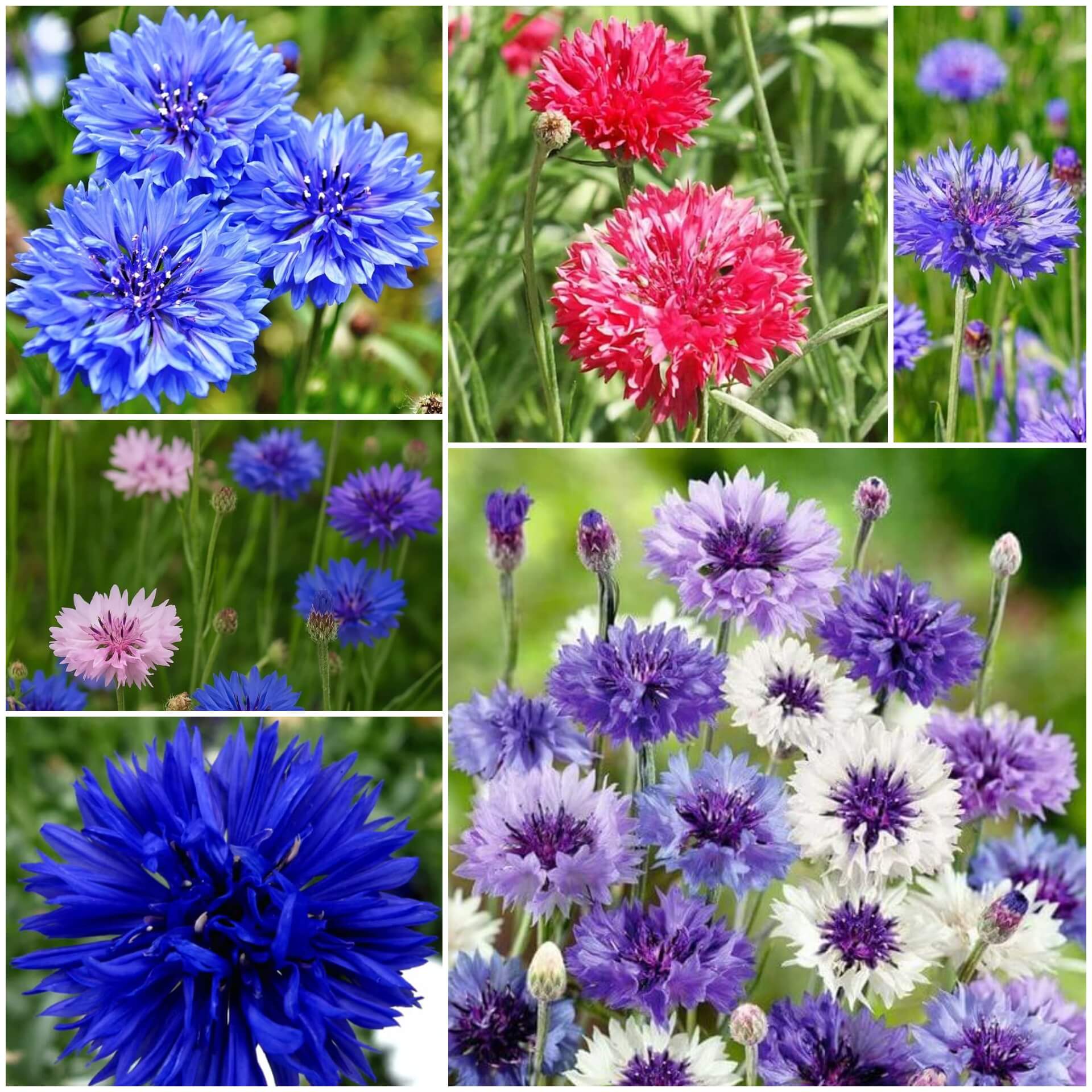 Cornflower Seeds