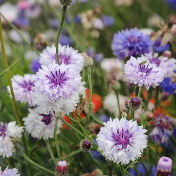 Cornflower Seeds – Bachelor Button